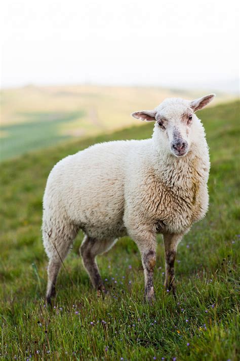 Sheep Grazing On Hillside In Napa California By Stocksy Contributor