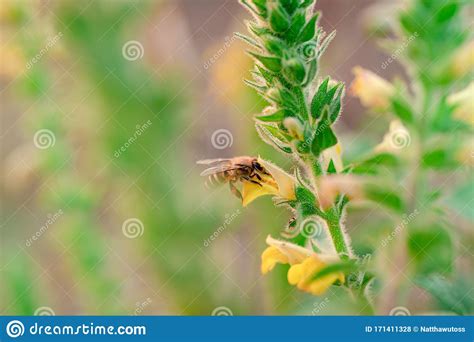 Honey Bee Collecting Pollen On Yellow Flower Stock Photo Image Of