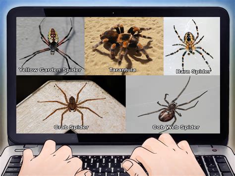 How To Identify Spiders 14 Steps With Pictures Wikihow