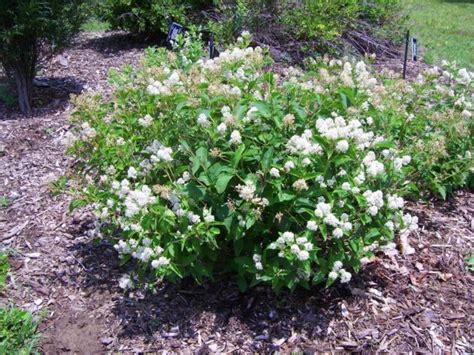 Ceanothus Americanus New Jersey Tea The Dawes Arboretum