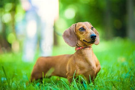 Smooth Haired Dachshund Standard Color Red Female Stock Image