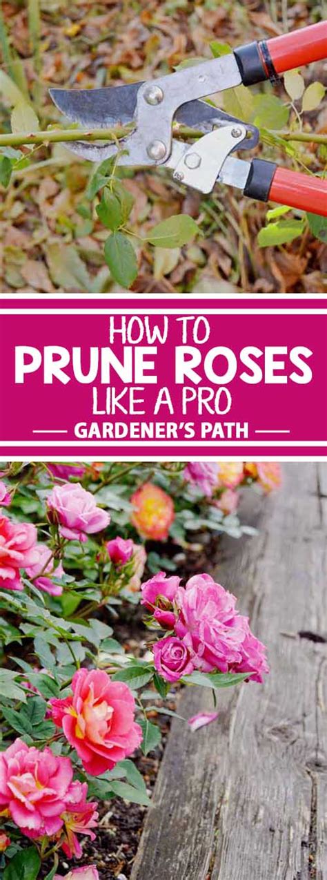 How And When To Prune Roses Gardeners Path