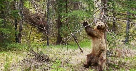 Hidden Camera Reveals Secret Life Of Bears Madly Odd