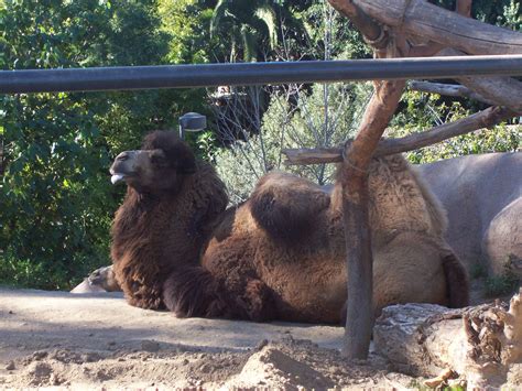 How many humps does a new born bactrian camel have? Intermediate ESL Stories, Present and Present Continuous ...
