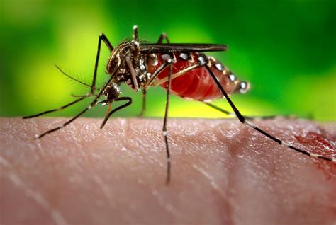 Tidd ‘whole Of Hemisphere Fighting Zika Virus Us Department Of