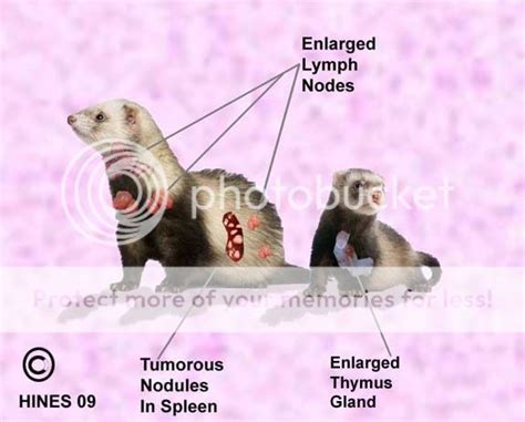 Swollen Lypmh Nodes Or Just Chubby The Holistic Ferret Forum