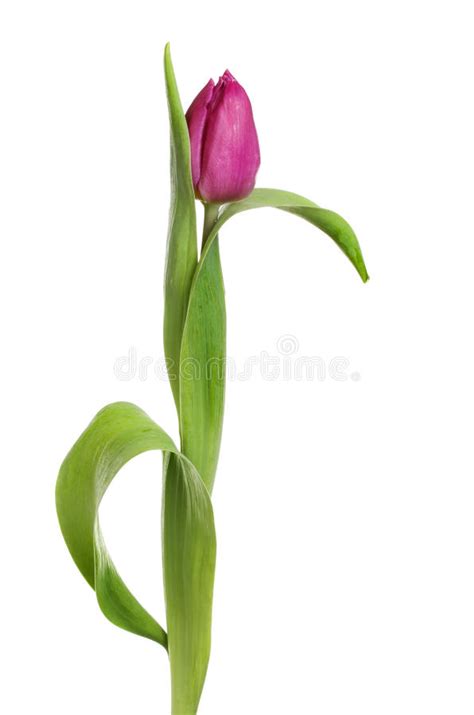 Purple Tulip Flower And Leaves Stock Photo Image Of Tulip Leaf 74956838