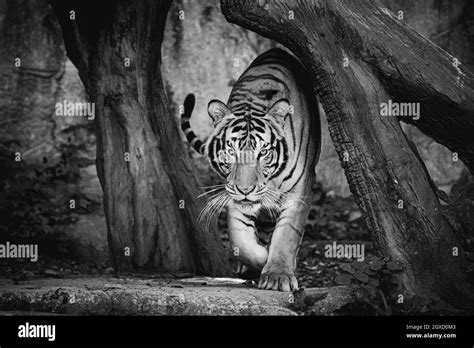 The Portrait Of An Indochinese Tiger Walking And Looking At The Camera