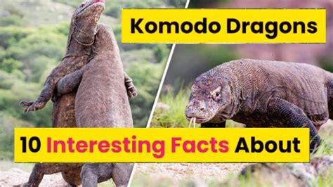 Top 10 Interesting Facts About Komodo Dragons Youtube