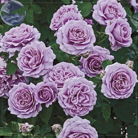 50 Seed Qun Feng Light Purple Rose Tree Diy Home Flower Do Rose Seeds