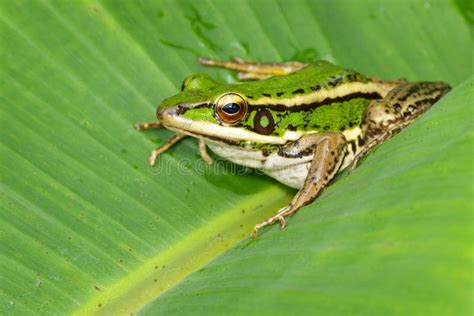 Image Of Paddy Field Green Frog Or Green Paddy Frog Rana Erythraea On