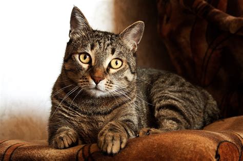35 Most Popular Brown Tabby Cat Names Pupstoday