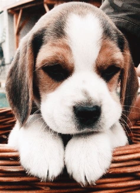 Gulu By Nenin Cute Beagles Beagle Puppy