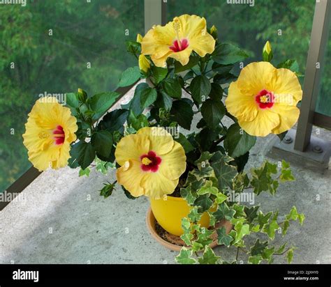 Yellow Hawaiian Hibiscus Stock Photo Alamy