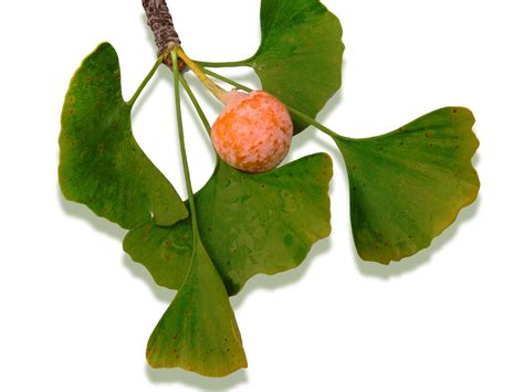 The ginkgo tree (ginkgo biloba, which can grow in u.s. Ginkgo biloba - Maidenhair Tree ripe fruit and leaf cluste ...