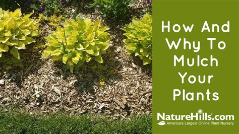 How And Why To Mulch Your Plants Youtube