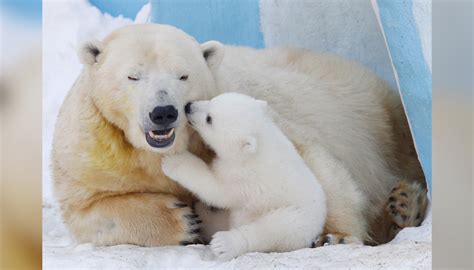 Polar Bear Photos Stunning Shots Capture Earths Icons Of Climate