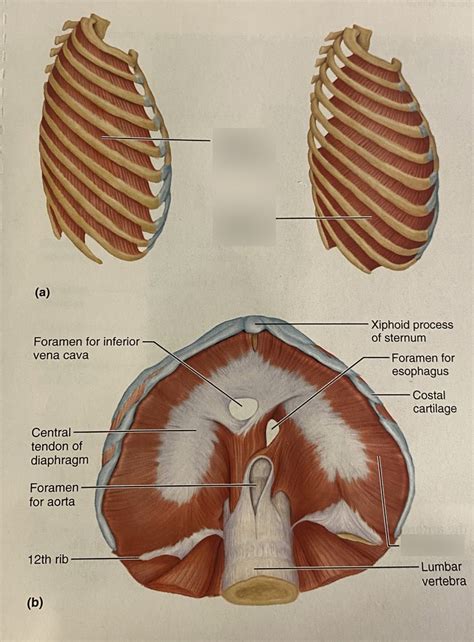 Thorax And Shoulder Muscles Identification 3 Diagram Quizlet