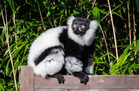 Free Images Bokeh Wildlife Zoo Mammal Fauna Primate Gibbon