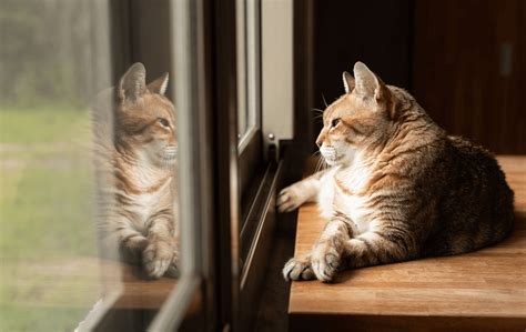 Veterinarian In Scottsdale, AZ | Desert Tails Animal Clinic