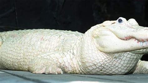 Rare White Alligator Spots Dies Aged 28 Us News Sky News
