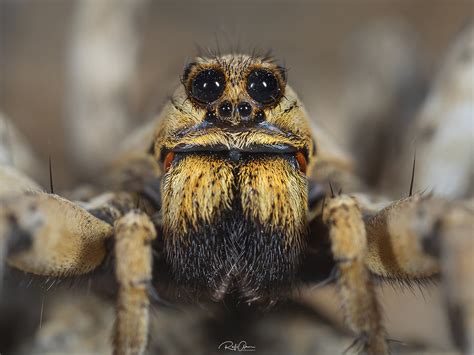 Wolf Spider Lycosa Sp For More Photos Please Visit My Flickr