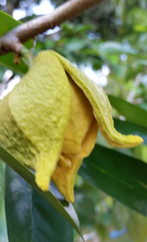 Khabar angin daun durian belanda. Warisan Petani: Tanaman Durian Belanda.