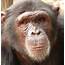 Great Apes And Greater Challenges Trafficking In Cameroon