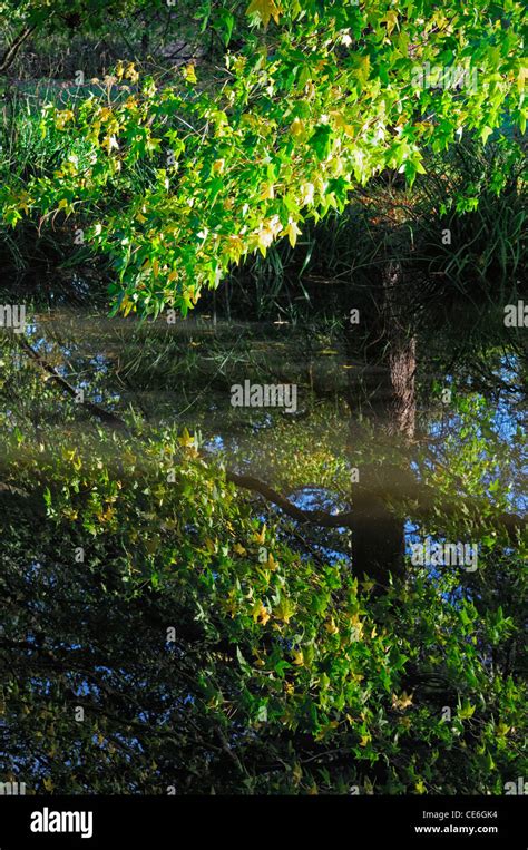 Acer Maple Tree Reflect Reflection Reflected Pond Pool Water Acers