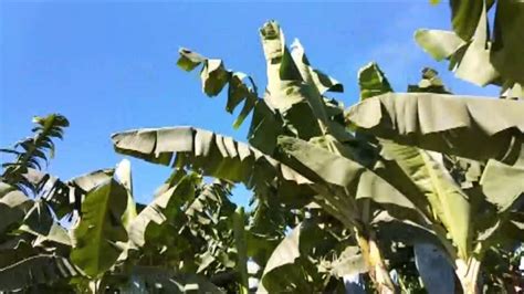 Banana Plantation Comval Province Youtube