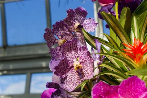 Maria S Orchids 2017 New York Orchid Show Vandas