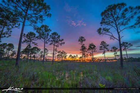 Sweetbay Pine Forest Florida Wetlands Hdr Photography By Captain Kimo