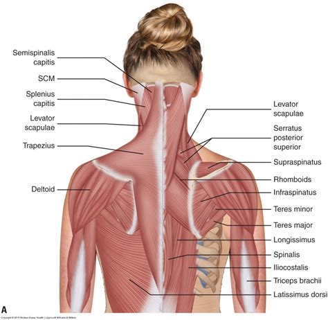 Muscles Of The Neck And Trunk Learn Muscles