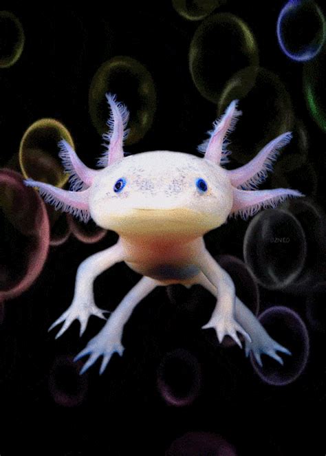 Axolotls Gifs Get The Best Gif On Gifer My XXX Hot Girl