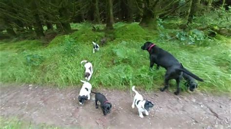 Springador Puppies 1st Time In The Woods Youtube