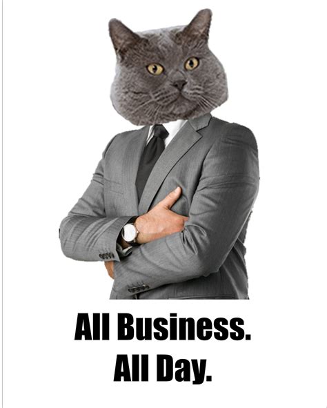 Flickrpsgn9qs All Business This Cat Is All Business
