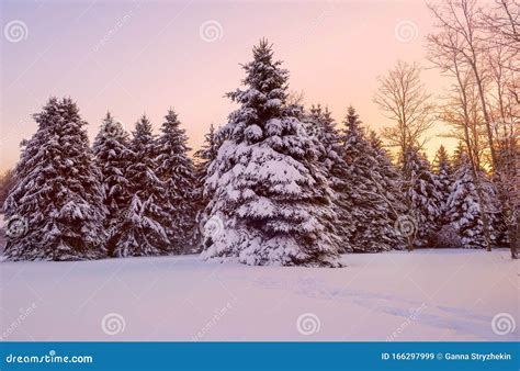 Fairytale Winter Forest At Sunset Huge Firs In The Snow On A Snowy