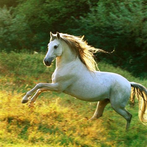 10 Latest Pictures Of White Horses Running Full Hd 1920×1080 For Pc