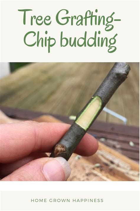 Fortunately, once in awhile, a chance apple seed produces a tree that bears keepers, like the mac. Fruit Tree Grafting: Whip and Tongue Grafts and Chip ...