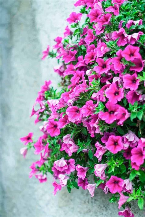 Choosing the right flower varieties for your yard will be easier with the following points in mind what potted flowers attract hummingbirds? Hummingbird Plants: 25+ Of The Best Flowers That Attract ...