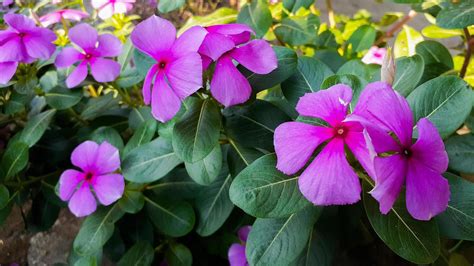 Tapak Dara Catharanthus Roseus Don Est Un Arbuste Annuel Originaire De