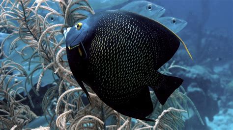 Black Discus Fish Swimming Near Beige Coral Hd Wallpaper Wallpaper Flare