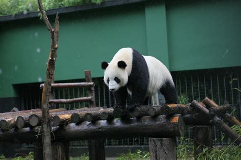 Su Lin At Hetaoping Aug 89 2015 Jd Pandas Flickr