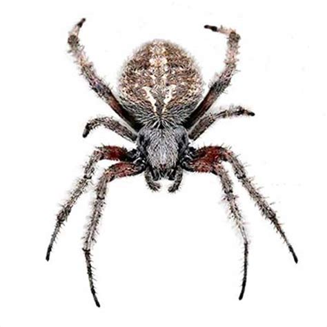 Orb Weaver Spider Identification Habits And Behavior Florida Pest Control