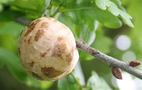 Polish your personal project or design with these fruit tree transparent png images, make it even more personalized and more attractive. Oak apple - Wikipedia