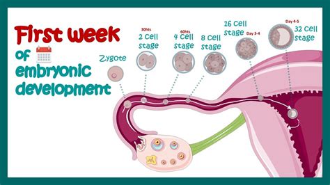 Embryology Fertilization Cleavage Blastulation First Week Of