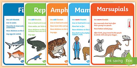 Animal Groups Display Posters Teacher Made Twinkl