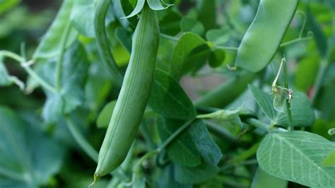 The List Of 8 When To Harvest Snap Peas