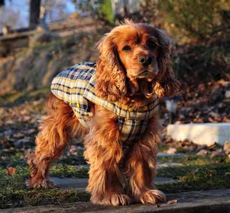 An Exhaustive List Of Spaniel Breeds With Pictures Dogappy