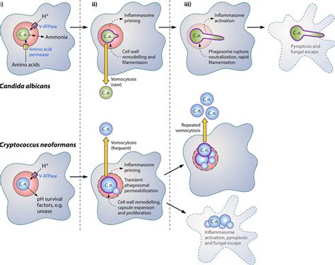Intraphagosomal Strategies In Candida Albicans Top And Cryptococcus